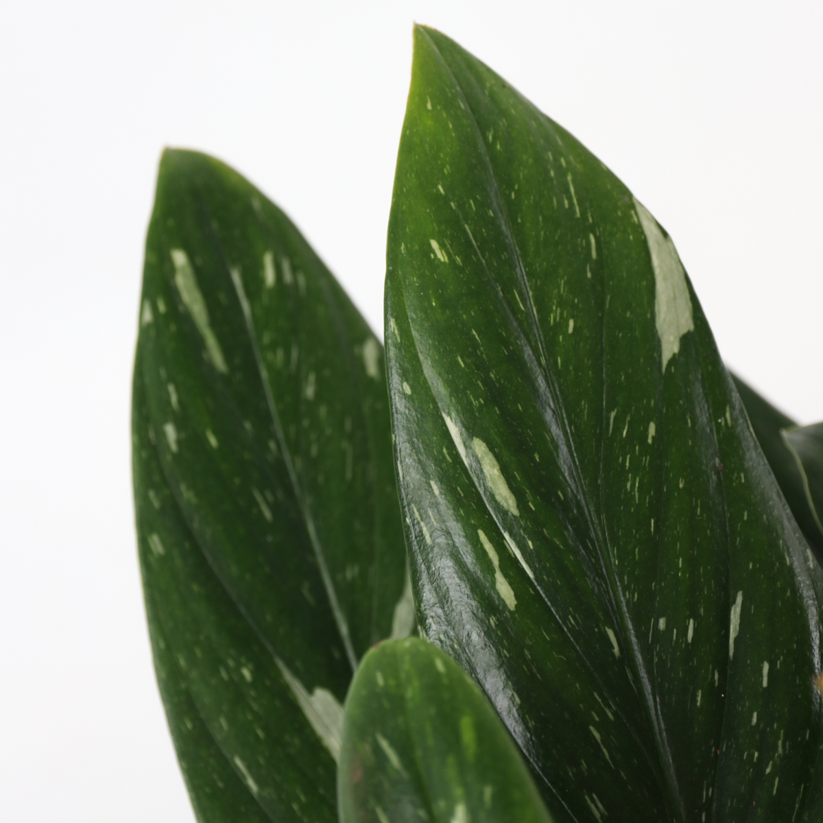 Filodendron - Philodendron 'Cobra' - Inaltime 55-65cm - ⌀19cm