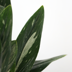 Filodendron - Philodendron 'Cobra' - Inaltime 55-65cm - ⌀19cm
