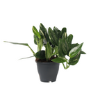 Filodendron - Philodendron 'Cobra' - Inaltime 55-65cm - ⌀19cm