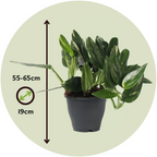 Filodendron - Philodendron 'Cobra' - Inaltime 55-65cm - ⌀19cm