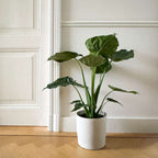 Urechea elefantului - Alocasia 'Cucullata' - Inaltime 70-80cm - ⌀19cm