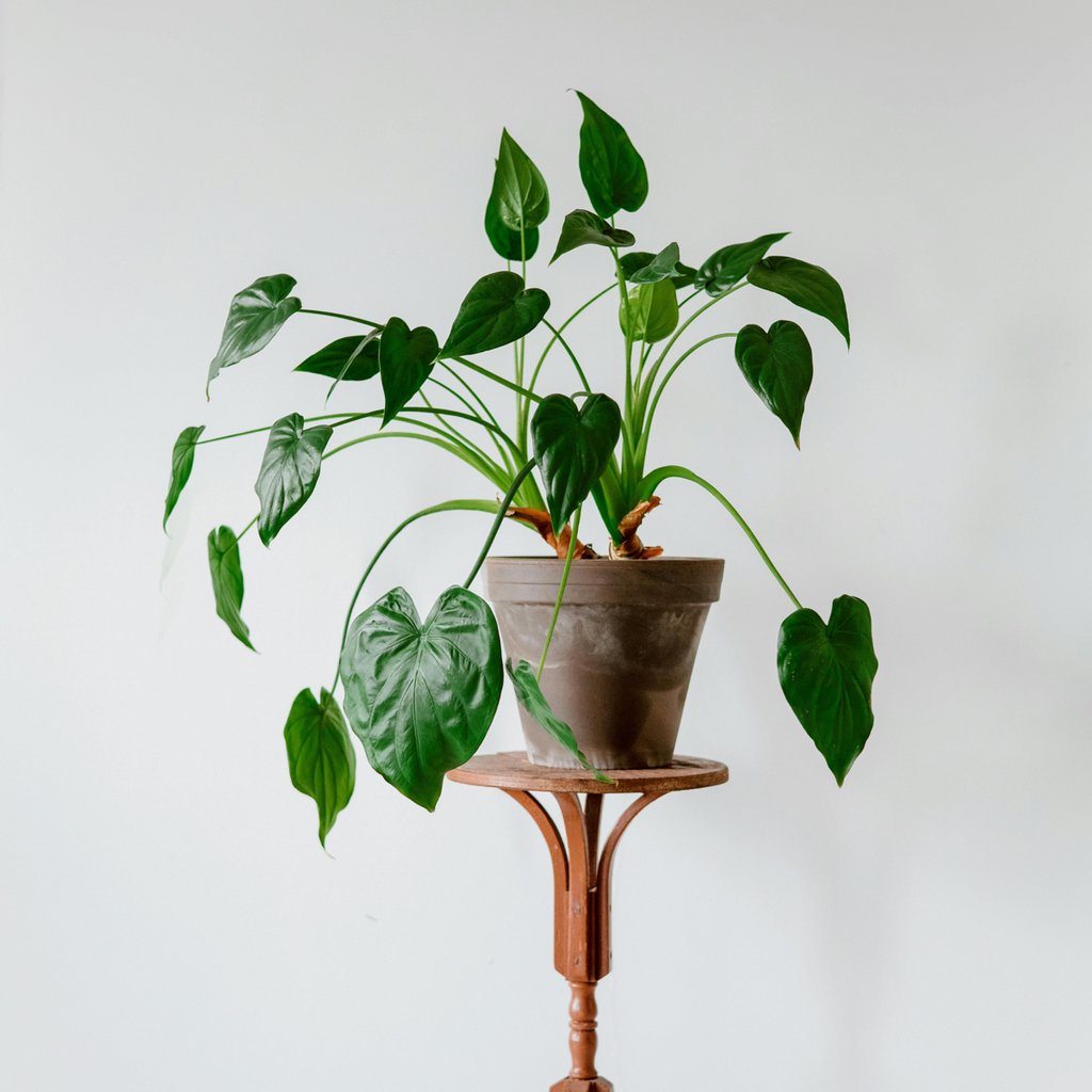 Urechea elefantului - Alocasia 'Cucullata' - Inaltime 70-80cm - ⌀19cm