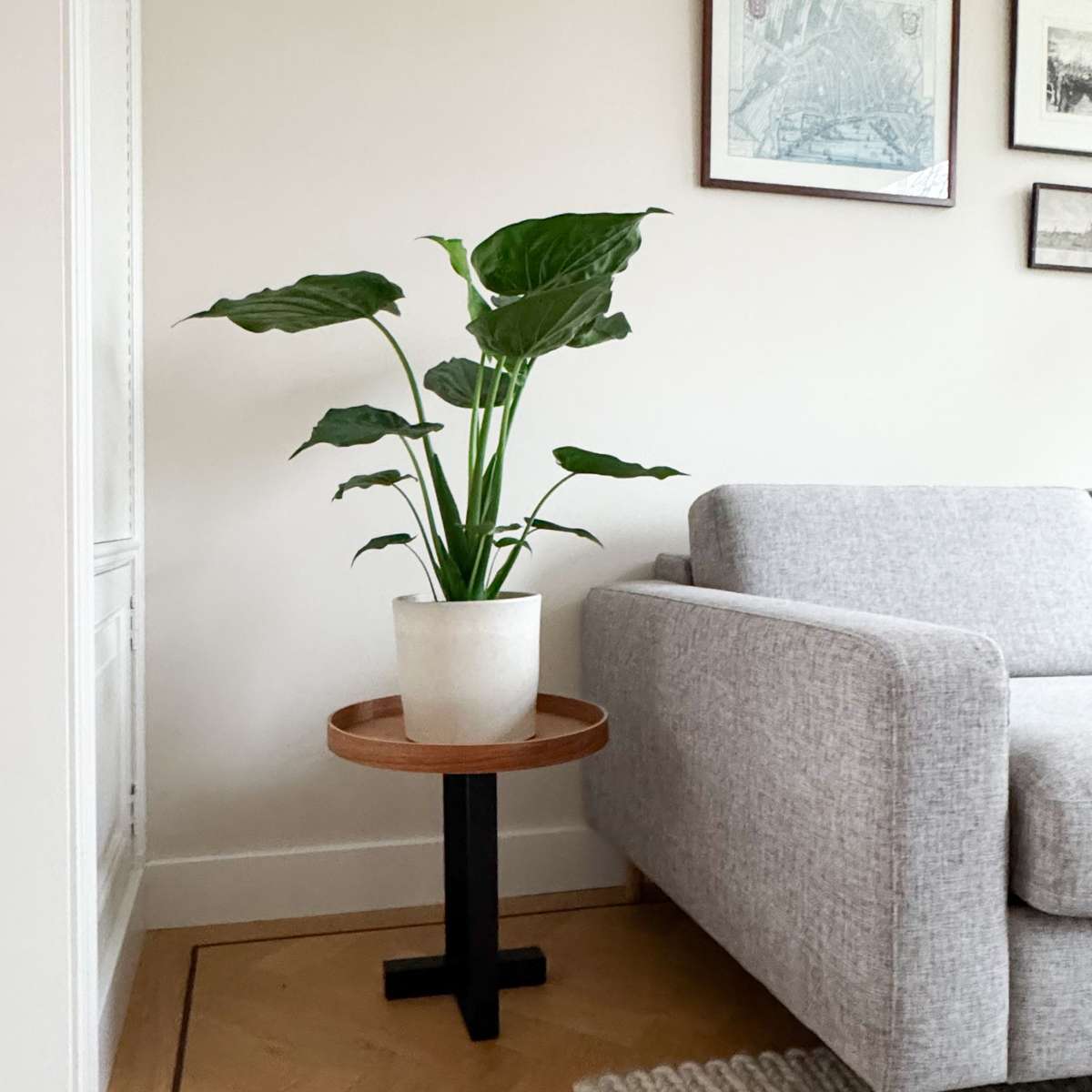 Urechea elefantului - Alocasia 'Cucullata' - Inaltime 70-80cm - ⌀19cm