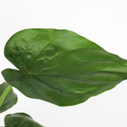 Urechea elefantului - Alocasia 'Cucullata' - Inaltime 70-80cm - ⌀19cm