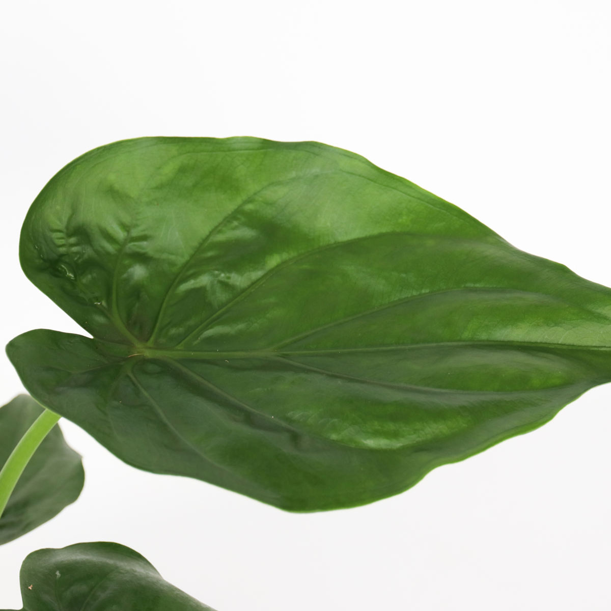 Urechea elefantului - Alocasia 'Cucullata' - Inaltime 70-80cm - ⌀19cm