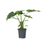 Urechea elefantului - Alocasia 'Cucullata' - Inaltime 70-80cm - ⌀19cm