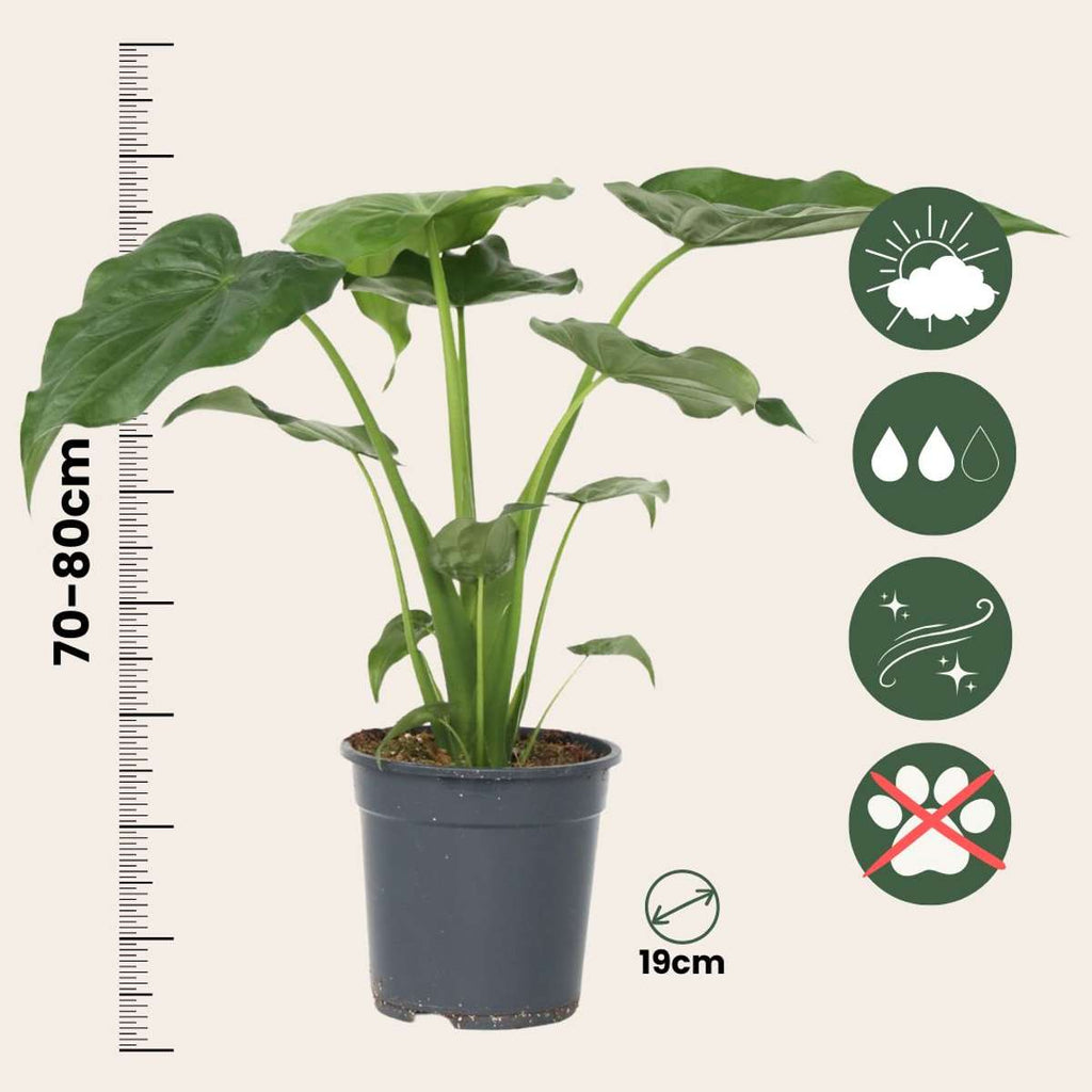 Urechea elefantului - Alocasia 'Cucullata' - Inaltime 70-80cm - ⌀19cm