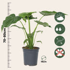 Urechea elefantului - Alocasia 'Cucullata' - Inaltime 70-80cm - ⌀19cm