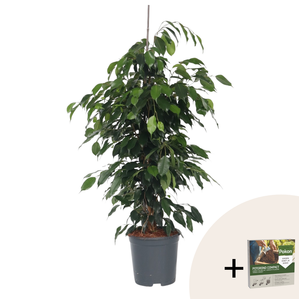 Smochin plângător - Ficus benjamina 'Danielle' - Înălţime 100-110cm - ⌀21cm