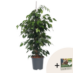 Smochin plângător - Ficus benjamina 'Danielle' - Înălţime 100-110cm - ⌀21cm