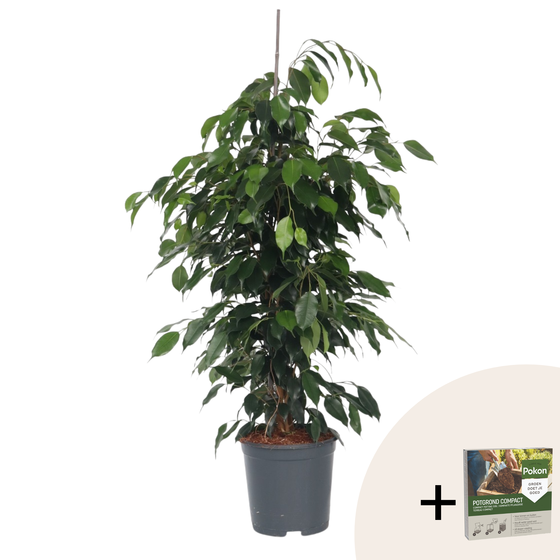 Smochin plângător - Ficus benjamina 'Danielle' - Înălţime 100-110cm - ⌀21cm