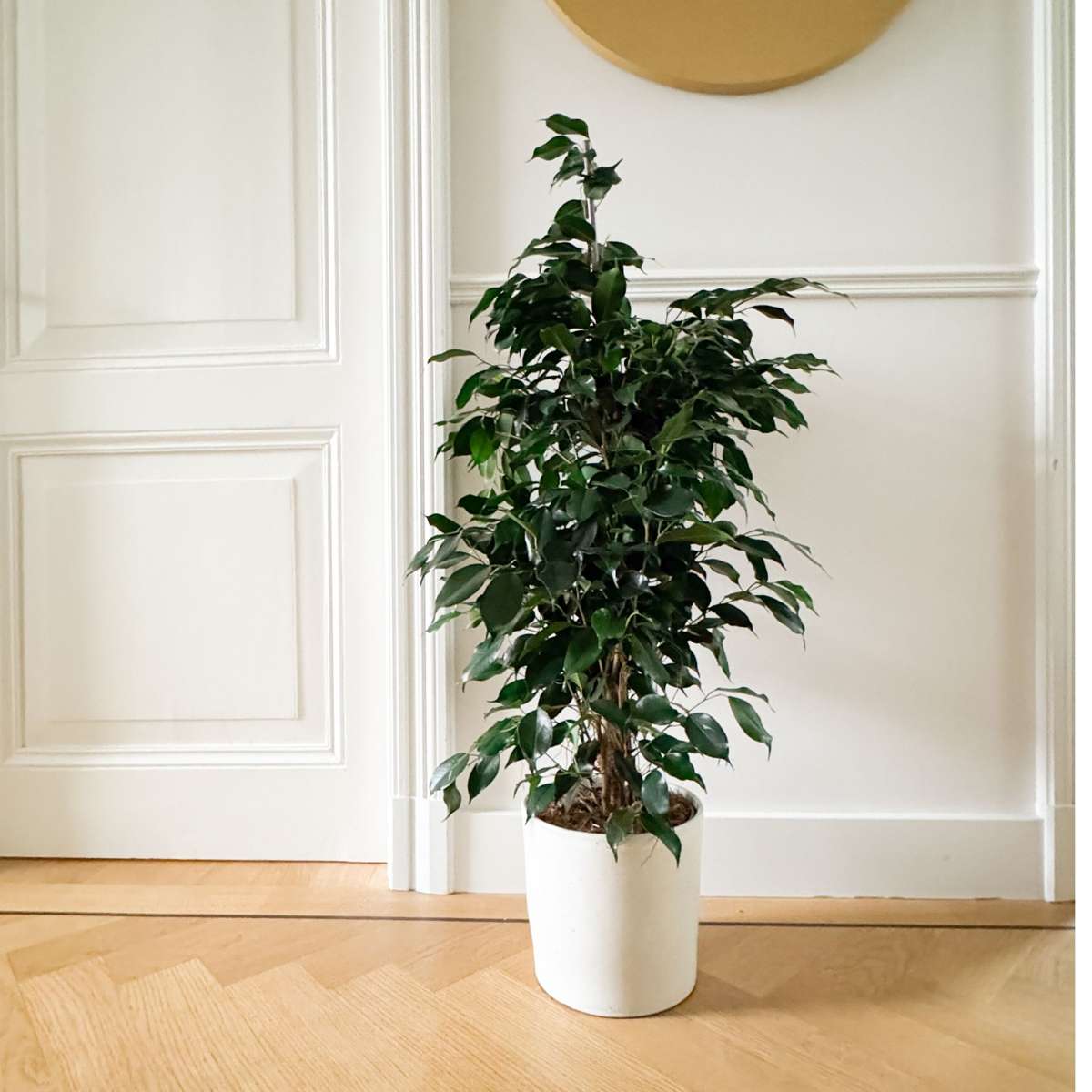 Smochin plângător - Ficus benjamina 'Danielle' - Înălţime 100-110cm - ⌀21cm