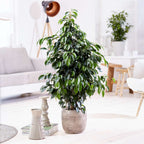 Smochin plângător - Ficus benjamina 'Danielle' - Înălţime 100-110cm - ⌀21cm