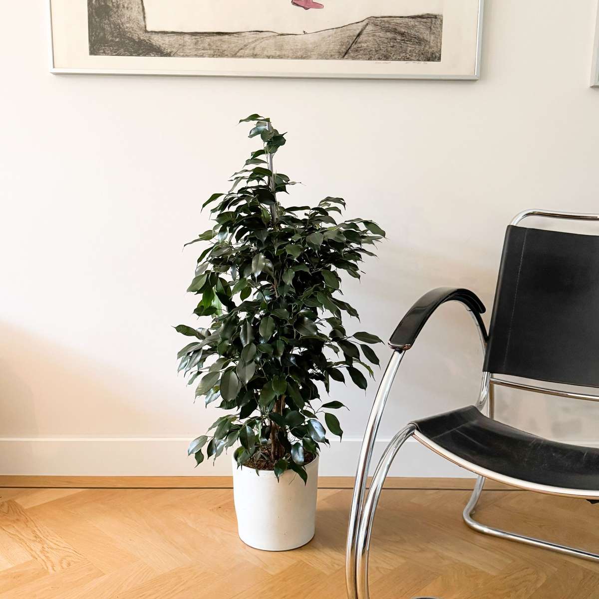 Smochin plângător - Ficus benjamina 'Danielle' - Înălţime 100-110cm - ⌀21cm