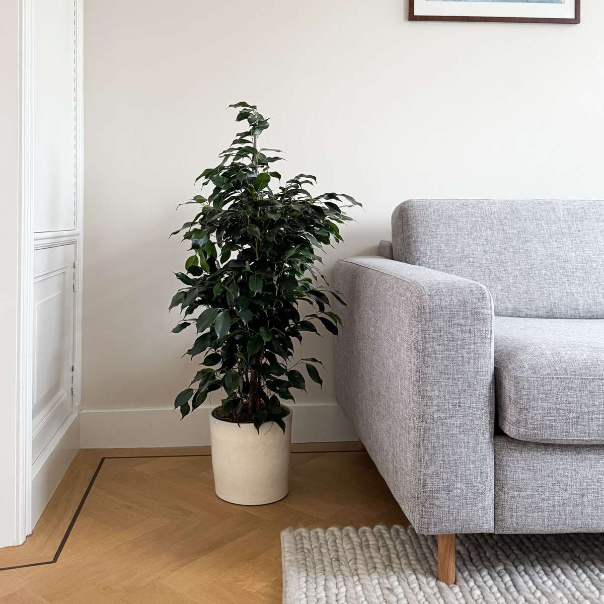 Smochin plângător - Ficus benjamina 'Danielle' - Înălţime 100-110cm - ⌀21cm