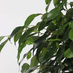 Smochin plângător - Ficus benjamina 'Danielle' - Înălţime 100-110cm - ⌀21cm