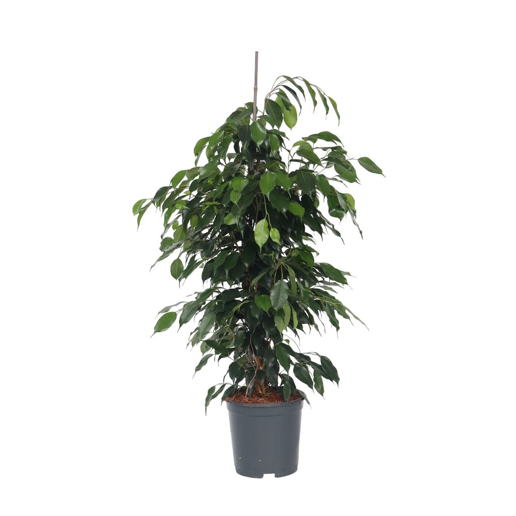 Smochin plângător - Ficus benjamina 'Danielle' - Înălţime 100-110cm - ⌀21cm