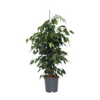 Smochin plângător - Ficus benjamina 'Danielle' - Înălţime 100-110cm - ⌀21cm