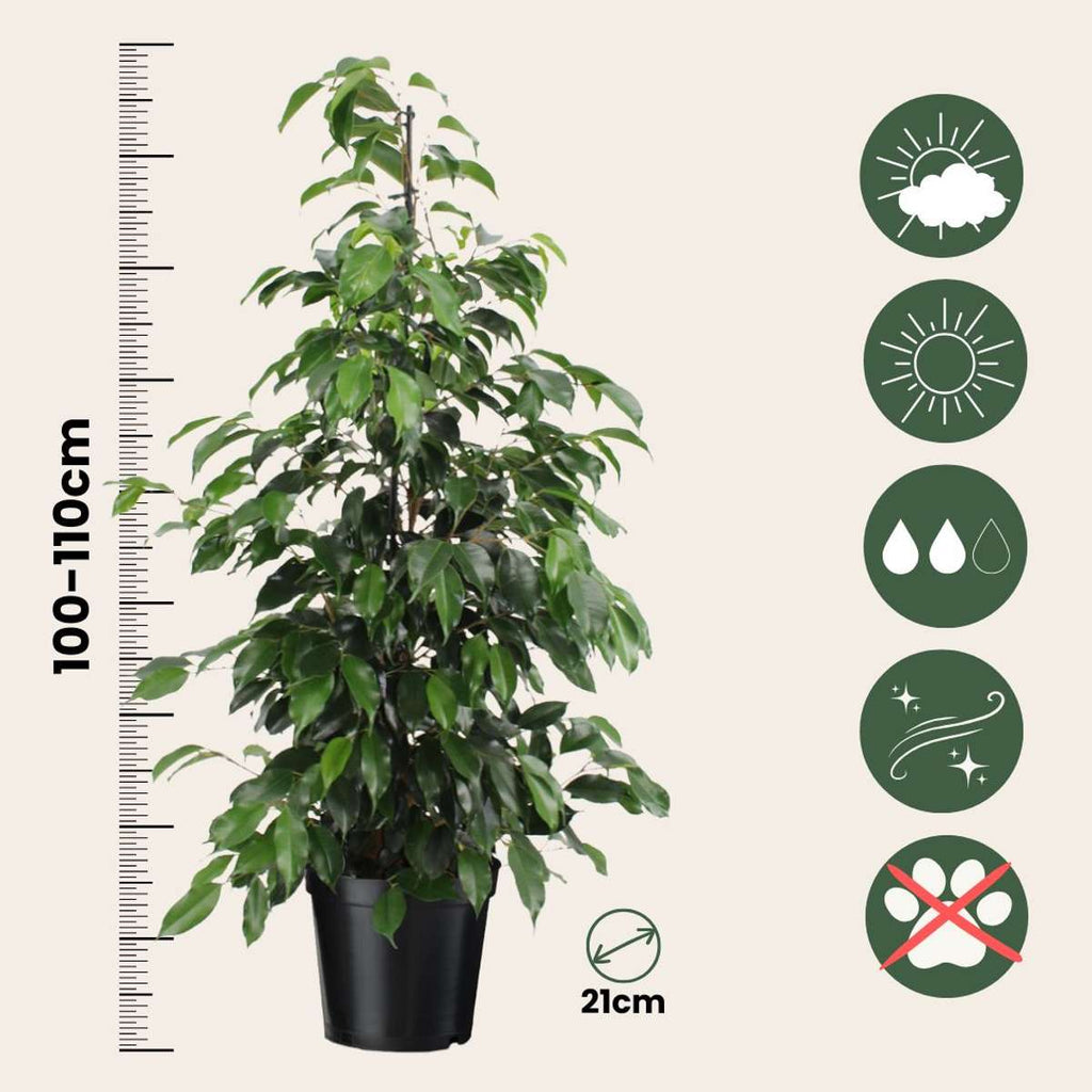 Smochin plângător - Ficus benjamina 'Danielle' - Înălţime 100-110cm - ⌀21cm