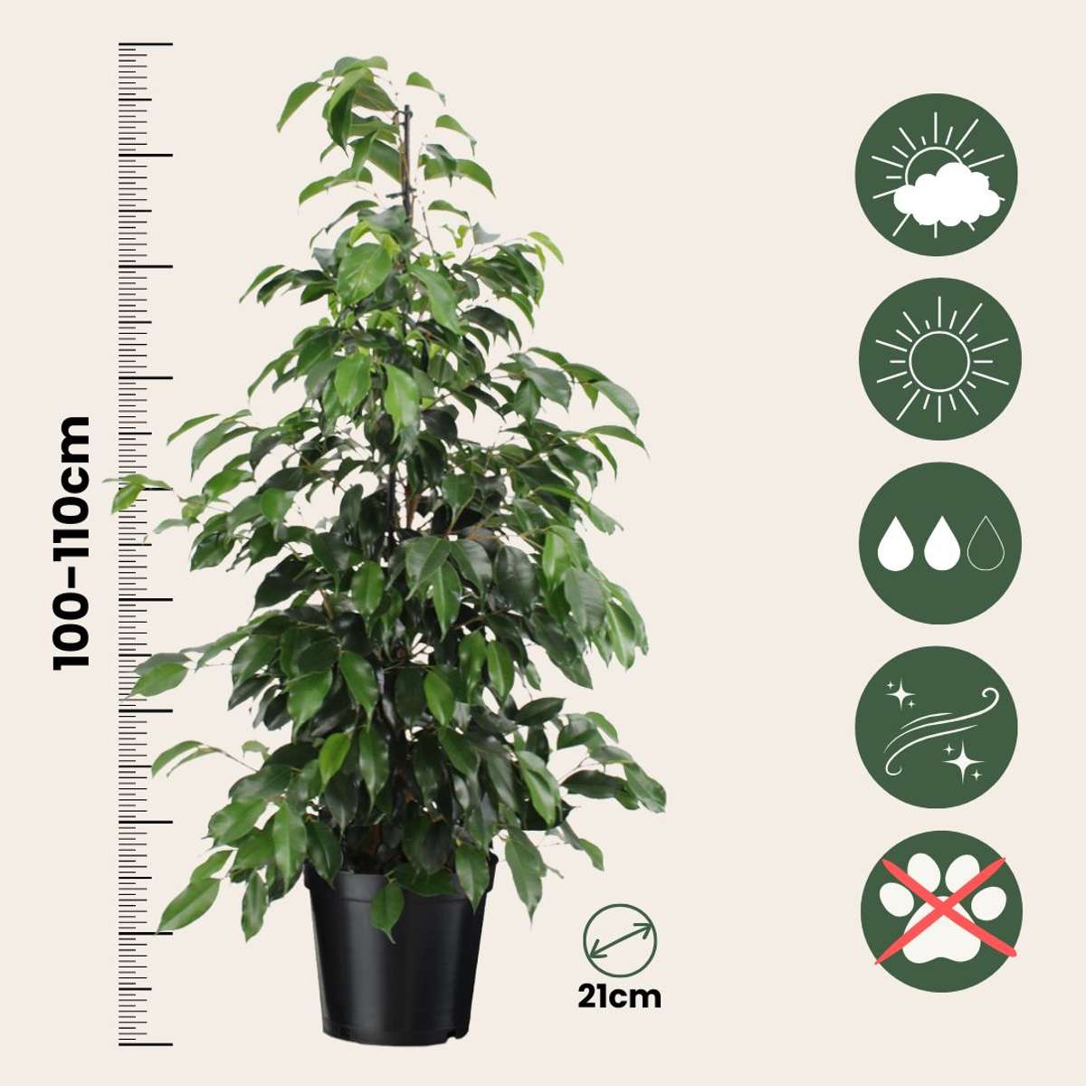 Smochin plângător - Ficus benjamina 'Danielle' - Înălţime 100-110cm - ⌀21cm