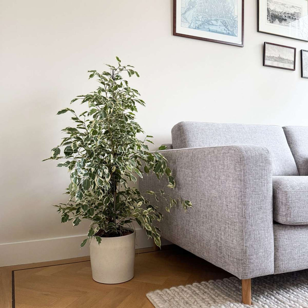 Smochin plângător - Ficus Benjamina 'Twilight' - Înălţime 100-110cm - ⌀21cm