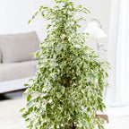 Smochin plângător - Ficus Benjamina 'Twilight' - Înălţime 100-110cm - ⌀21cm