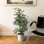 Smochin plângător - Ficus Benjamina 'Twilight' - Înălţime 100-110cm - ⌀21cm