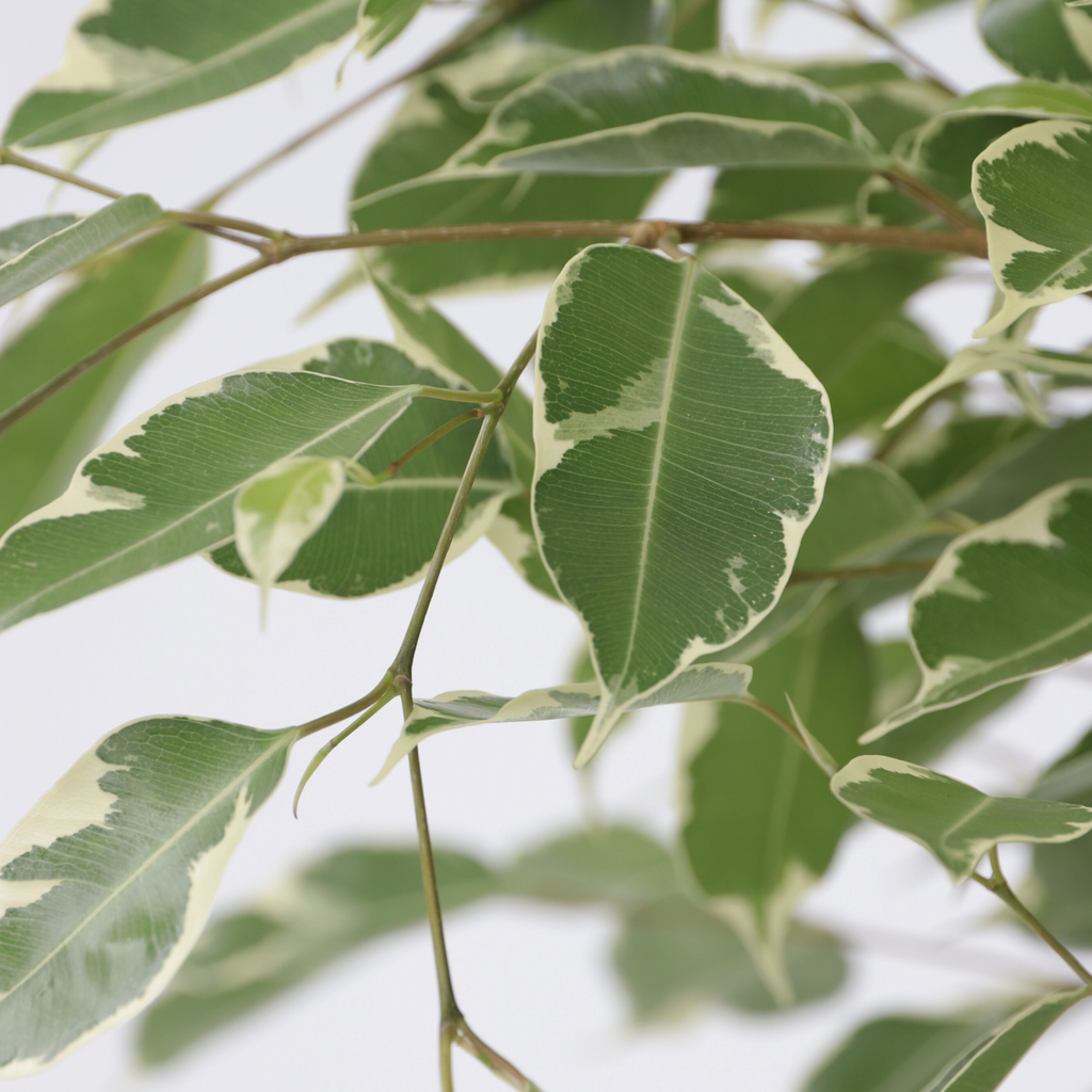 Smochin plângător - Ficus Benjamina 'Twilight' - Înălţime 100-110cm - ⌀21cm