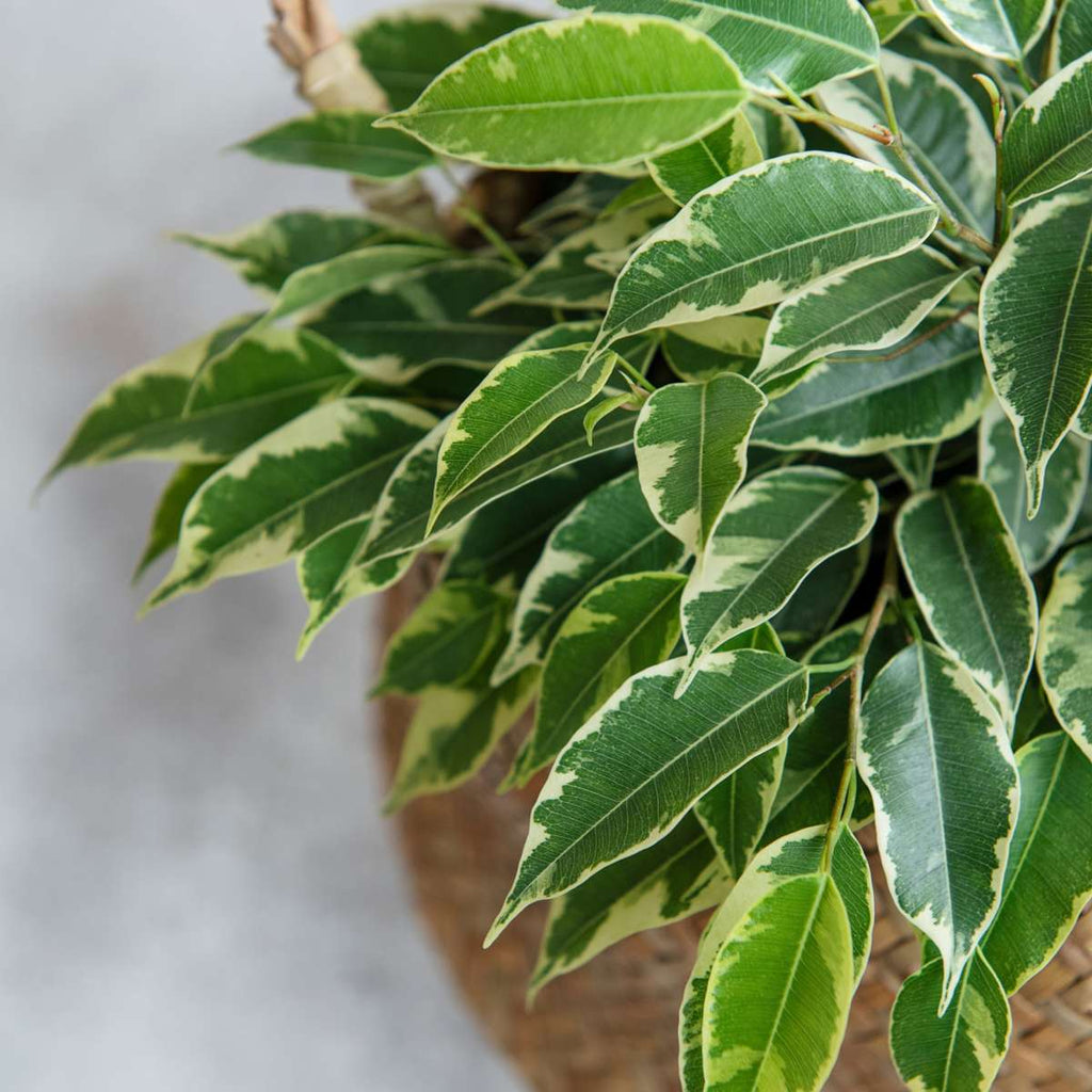 Smochin plângător - Ficus Benjamina 'Twilight' - Înălţime 100-110cm - ⌀21cm