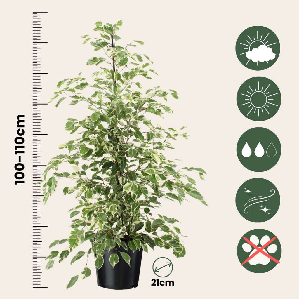 Smochin plângător - Ficus Benjamina 'Twilight' - Înălţime 100-110cm - ⌀21cm