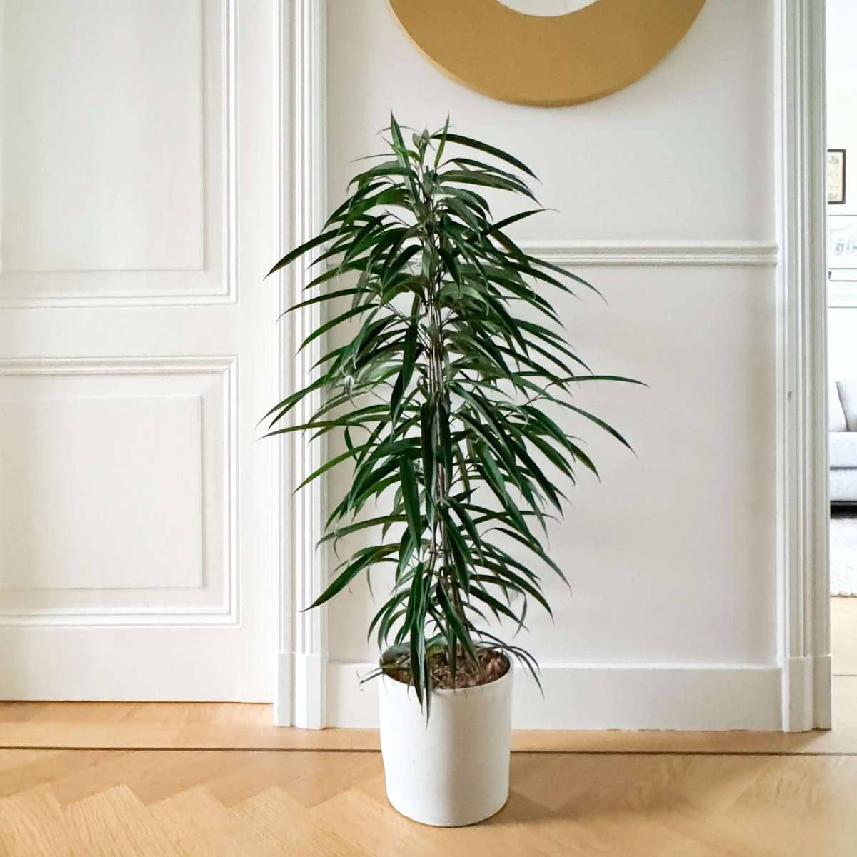 Ficusul lance - Ficus binnendijkii - Înălţime 100-110cm - ⌀21cm