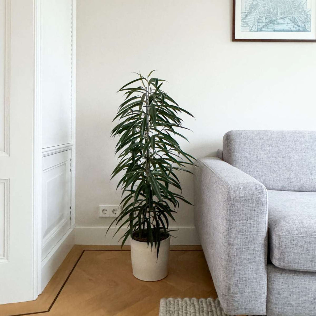 Ficusul lance - Ficus binnendijkii - Înălţime 100-110cm - ⌀21cm