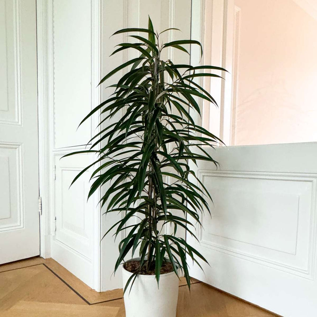 Ficusul lance - Ficus binnendijkii - Înălţime 100-110cm - ⌀21cm