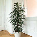 Ficusul lance - Ficus binnendijkii - Înălţime 100-110cm - ⌀21cm