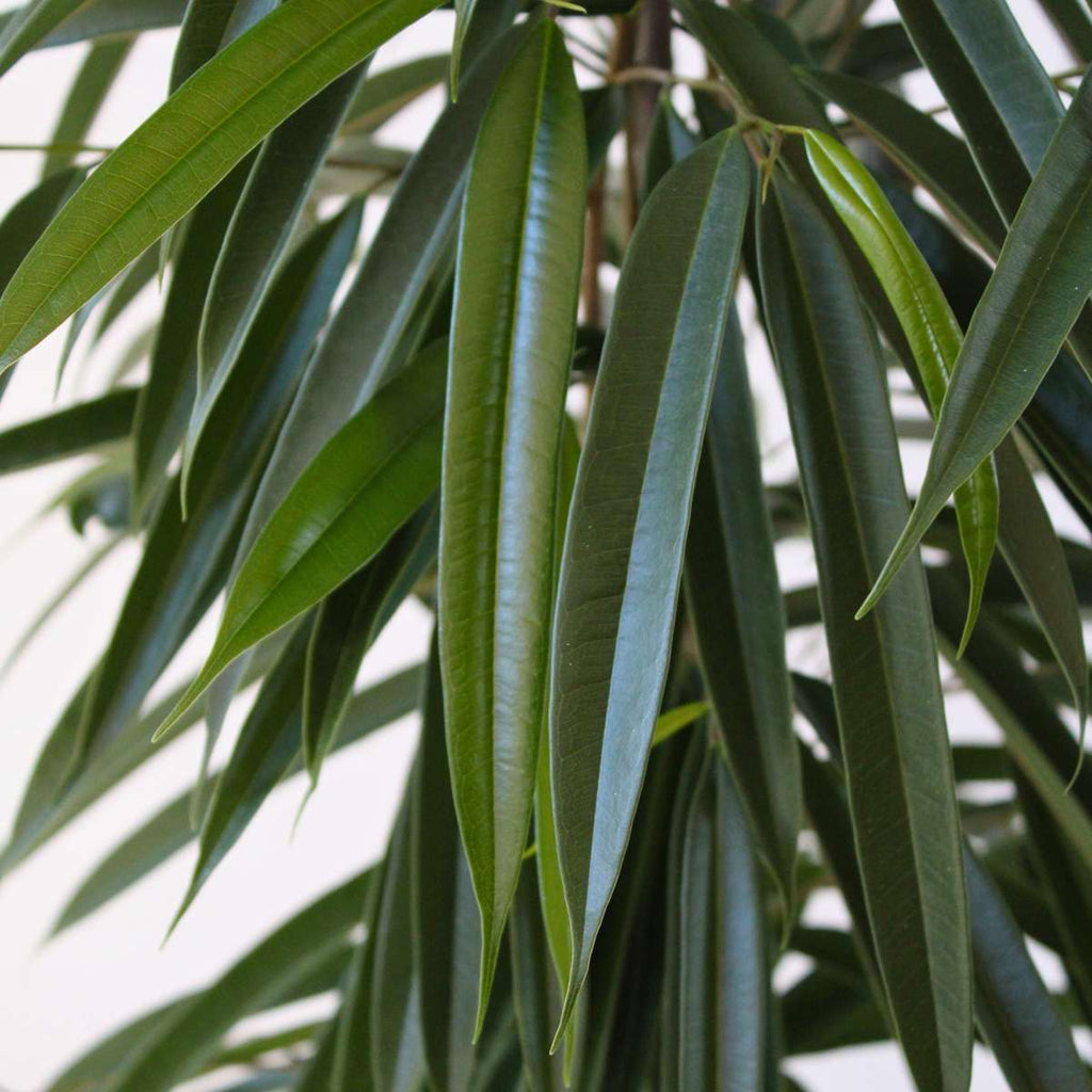 Ficusul lance - Ficus binnendijkii - Înălţime 100-110cm - ⌀21cm