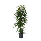 Ficusul lance - Ficus binnendijkii - Înălţime 100-110cm - ⌀21cm