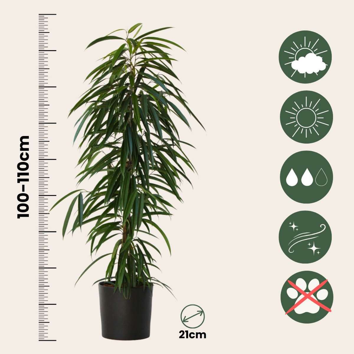 Ficusul lance - Ficus binnendijkii - Înălţime 100-110cm - ⌀21cm
