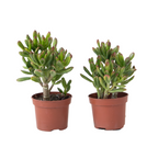 Planta de Jad - Set 2 - Crassula ovata 'Gollum' - Înălțime 15-25 cm - ⌀ 12 cm
