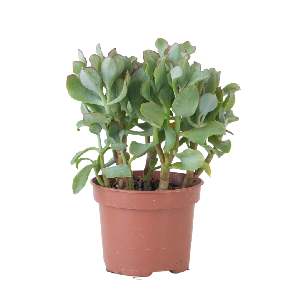 Plantă de jad - Crassula arborescens 'Curly' - Înălțime 15-25 cm