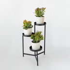Set de 3 - Crassula Minor, Hobbit, Sunset - Înălțime 10–25 cm - ø12 cm