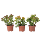 Set de 3 - Crassula Minor, Hobbit, Sunset - Înălțime 10–25 cm - ø12 cm