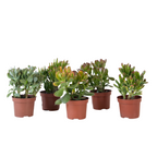 Arborele banilor - Mix 5 Crassula ovata - Înalț. 10-25 cm - Ghiveci 12 cm