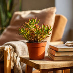 Arbore de jad - Crassula ovata 'Hobbit' - Înălţime 10-20cm - ⌀12cm