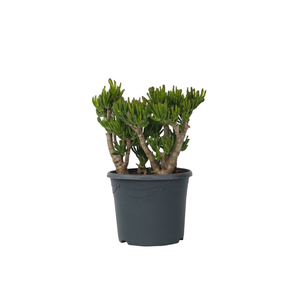 Arbore de jad - Crassula ovata 'Hobbit' - Înălţime 55-60cm - ⌀30cm
