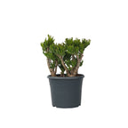 Arbore de jad - Crassula ovata 'Hobbit' - Înălţime 55-60cm - ⌀30cm