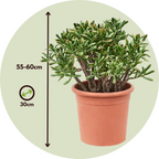 Arbore de jad - Crassula ovata 'Hobbit' - Înălţime 55-60cm - ⌀30cm