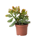Arbore de jad - Crassula ovata 'Sunset' - Înălţime 15-20cm - ⌀12cm