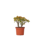 Arbore de jad - Crassula ovata 'Sunset' - Înălţime 30-35cm - ⌀17cm