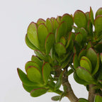 Copacul de jad - Set 2 - Crassula ovata - Înălțime 15-25cm - ø12cm