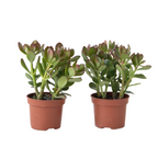 Copacul de jad - Set 2 - Crassula ovata - Înălțime 15-25cm - ø12cm